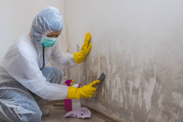 Best White Mold Remediation in Oakland, MD