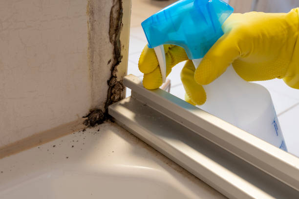 Best Crawl Space Mold Remediation in Oakland, MD