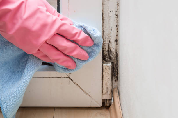 Best Insurance-Related Mold Remediation in Oakland, MD